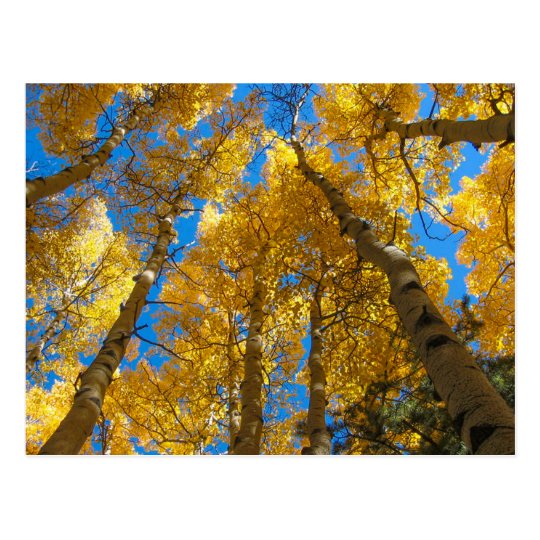 Golden Aspen Near Estes Park Colorado Postcard