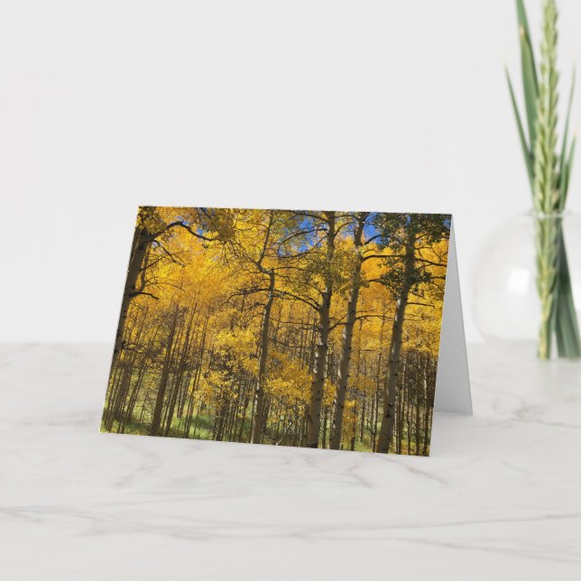 Golden Aspen Trees Blank Card (Front)