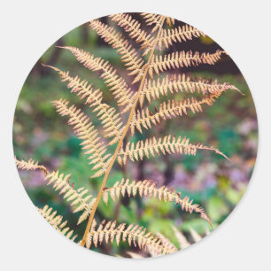 Golden Autumn Fern Leaf Specimen Classic Round Sticker