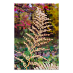 Golden Autumn Fern Leaf Specimen Poster