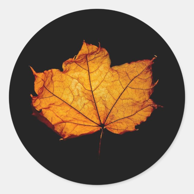 Golden Autumn Leaf Classic Round Sticker (Front)