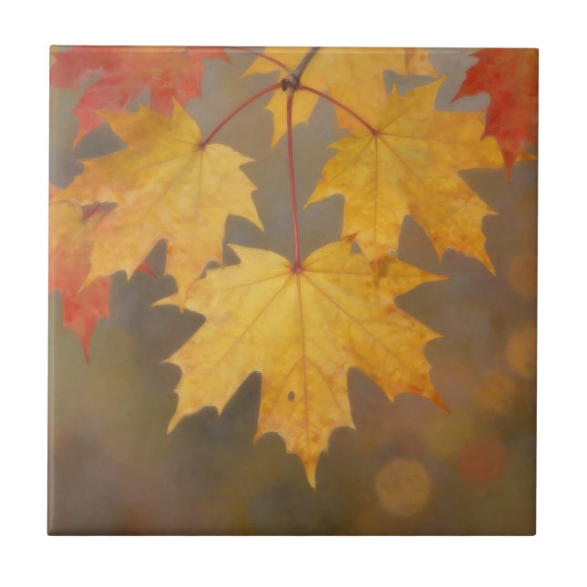 Golden Autumn Maple Leaves Tile (Front)