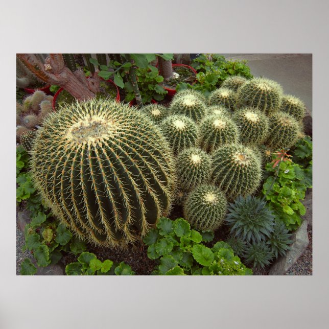 GOLDEN BARREL CACTI POSTER (Front)