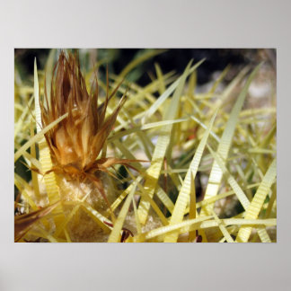 Golden Barrel Cactus Flower, print
