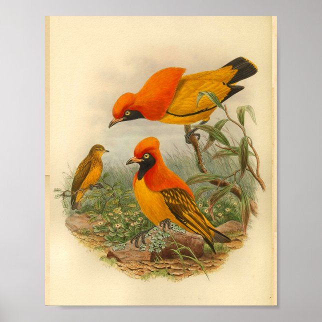 Golden Bird of Paradise Red Yellow Vintage Print (Front)
