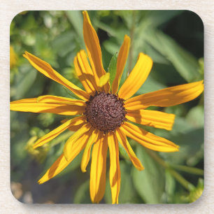 Golden Black-Eyed Susan Floral Beverage Coaster