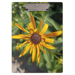 Golden Black-Eyed Susan Floral Clipboard Botanic