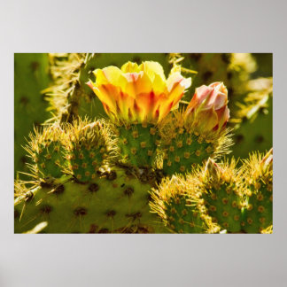 Golden Bloom Poster