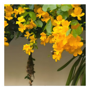 Golden Blossom Beauty Photo Print