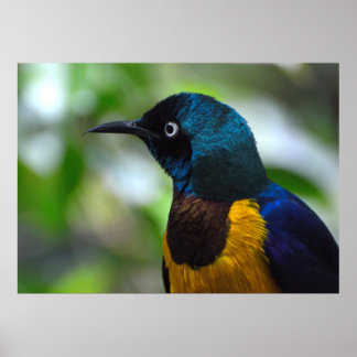 Golden-breasted Starling bird Poster