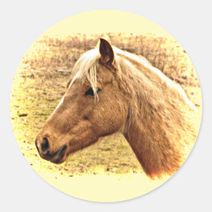 Golden Brown Horse in Sun Animal Stickers