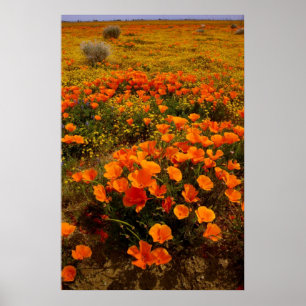 Golden California Poppies Poster