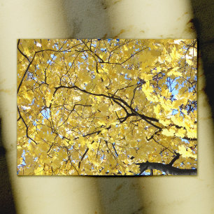 Golden Canopy Post Card