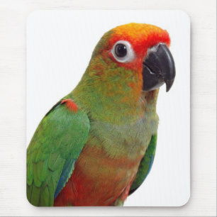 Golden-capped conure mouse mat