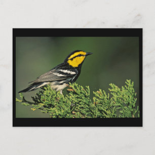 Golden-Cheeked Warbler Postcard