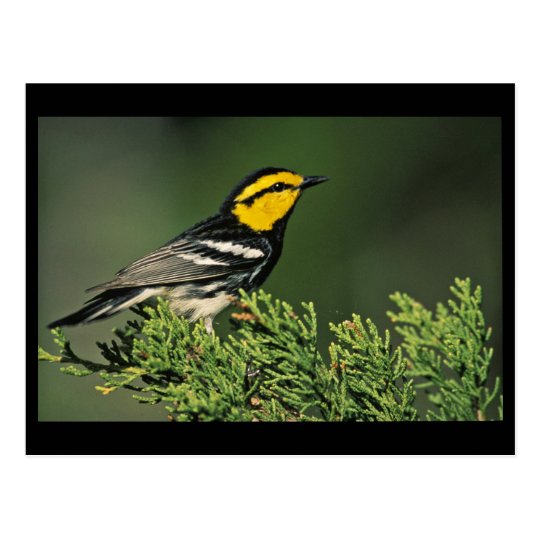 Golden-Cheeked Warbler Postcard