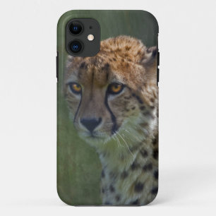 Golden Cheetah iPhone 5 Case-Mate Case