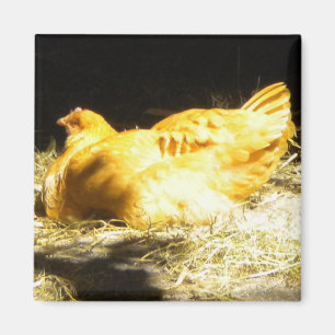 Golden Chicken magnet