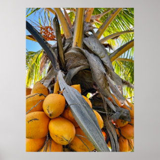 Golden Coconuts Poster