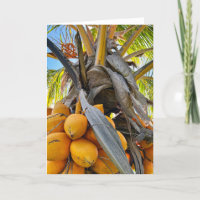 Golden Coconuts