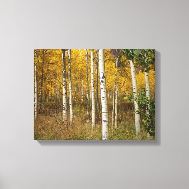 Golden Colorado Aspens  Canvas Print (Front)