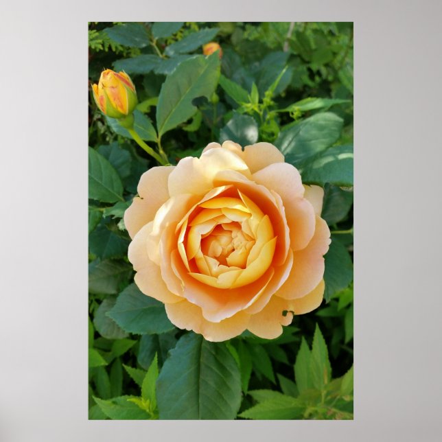 Golden coloured rose poster (Front)