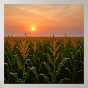 Golden Cornfield Sunset Background Poster