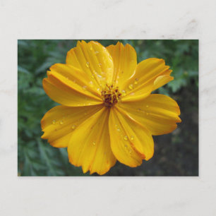 Golden Cosmos Postcard