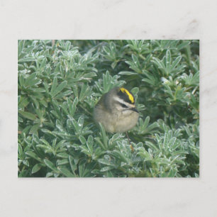 Golden-crowned Kinglet 1 Postcard