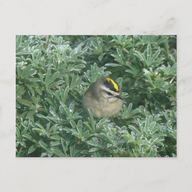 Golden-crowned Kinglet 1 Postcard (Front)