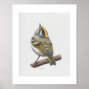 Golden-crowned Kinglet Art Print