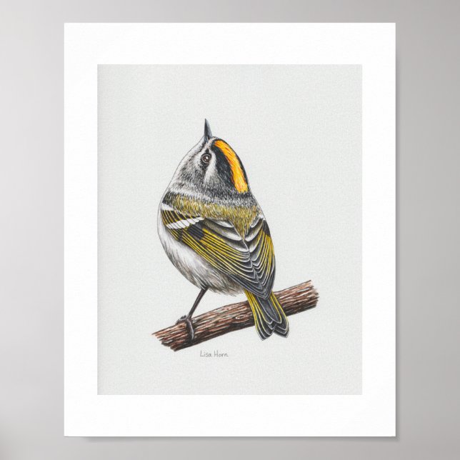 Golden-crowned Kinglet Art Print (Front)