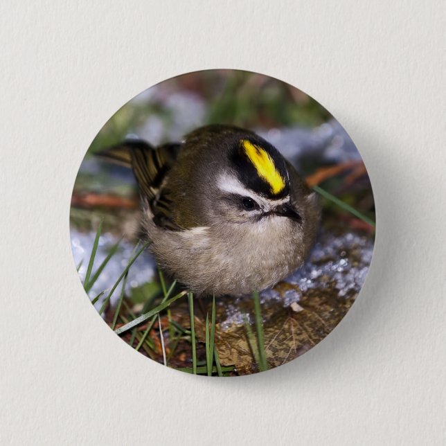 Golden-crowned Kinglet Button (Front)