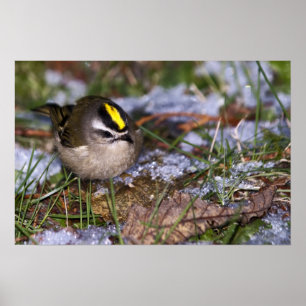 Golden-crowned Kinglet Fine Art Prints