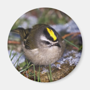 Golden-crowned Kinglet Magnets