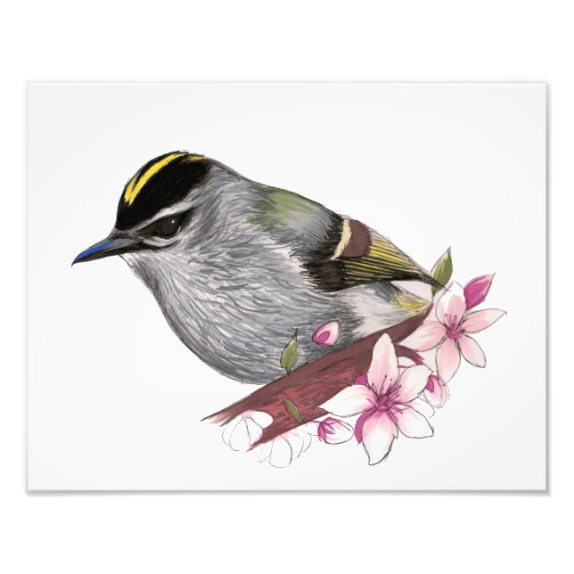 Golden-Crowned Kinglet Photo Print (Front)