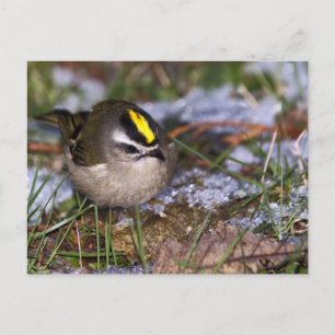 Golden-crowned Kinglet Postcard