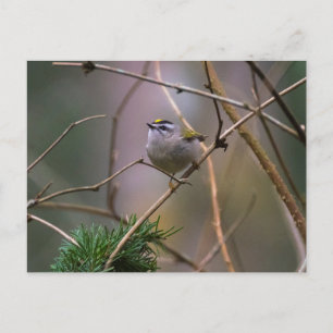 Golden-crowned Kinglet Postcard