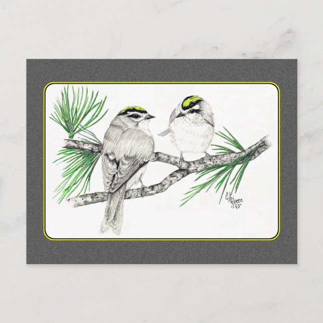 Golden Crowned Kinglet Postcard 2 in pencil (Front)