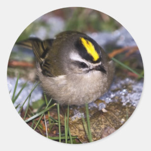 Golden-crowned Kinglet Stickers