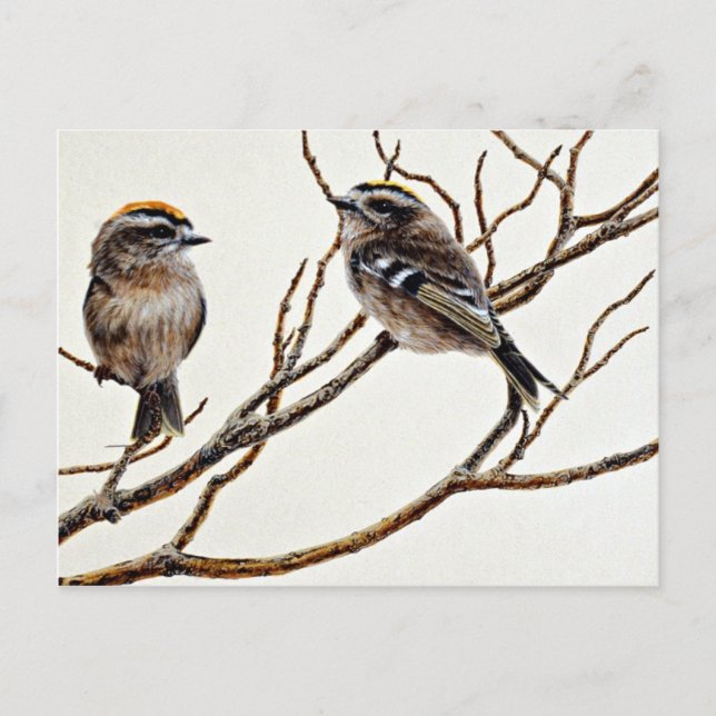 Golden-crowned kinglets (male and female) postcard (Front)