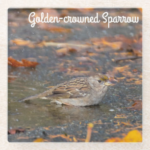Golden-crowned Sparrow Glass Coaster