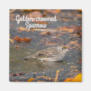 Golden-crowned Sparrow Magnet