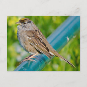 Golden Crowned Sparrow Postcard