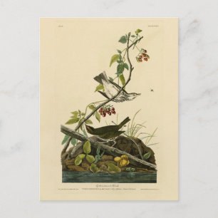 Golden-crowned Thrush - Audubon's Birds of America Postcard