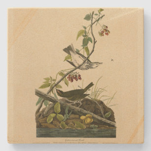 Golden-crowned Thrush - Audubon's Birds of America Stone Coaster