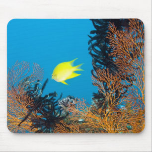 Golden Damselfish (Amblyglyphidodon aureus) Mouse Mat