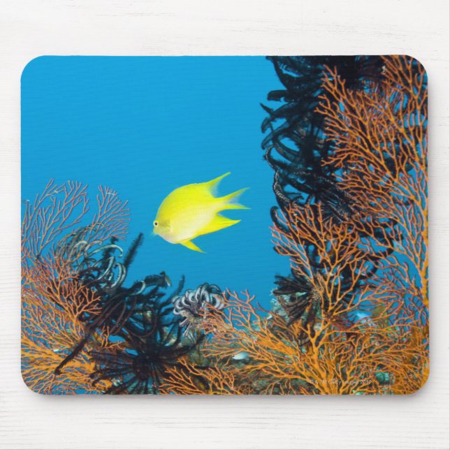 Golden Damselfish (Amblyglyphidodon aureus) Mouse Mat (Front)