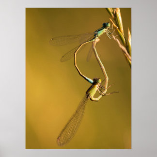 Golden Damselflies Original Macro Photography Poster