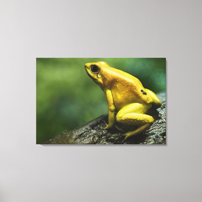 Golden Dart Frog Canvas Print (Front)